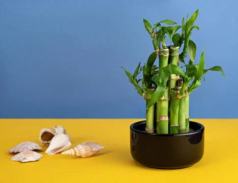 Bamboo in a ceramic pot on a colored background Stock Photos