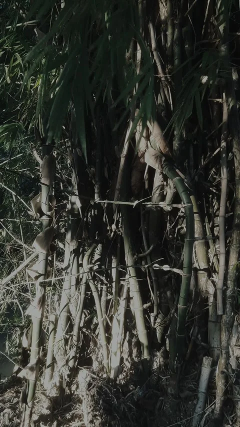 Bamboo, Cinematic Closeup, Vertical Stock Footage 332797075