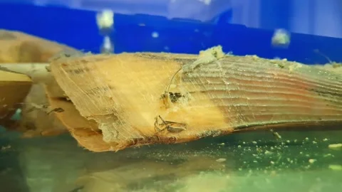 Bamboo clam Stock Footage 291624662