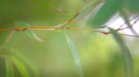 Bamboo close-up. Bamboos forest. Growing bamboo border design Stock Footage 50050788