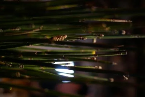 Bamboo close-up at the bar Stock Photos