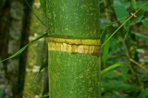Bamboo close up Stock Photos