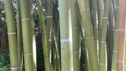 Bamboo closeup Stock-Footage 345360954