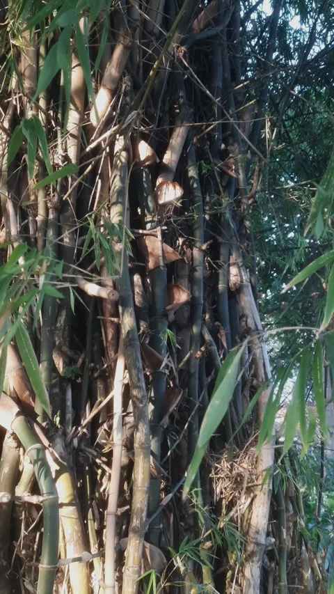 Bamboo, Closeup Textures, Vertical Stock Footage 332797078