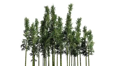 Bamboo cluster isolated on white background Stock Illustration