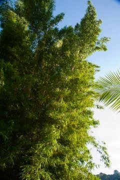 Bamboo cluster Stock Photos