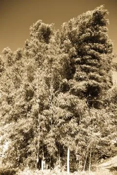 Bamboo cluster Stock Photos