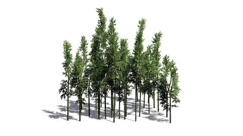 Bamboo cluster with shadow on the floor isolated on white background Stock Illustration