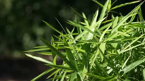 Bamboo with copy space Stock Footage 10590526