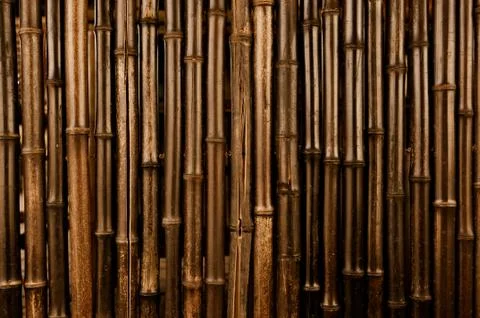 Bamboo dark background Stock Photos