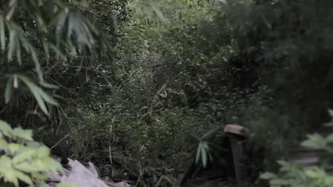 Bamboo in the Dark Forest Stock Footage 234039176