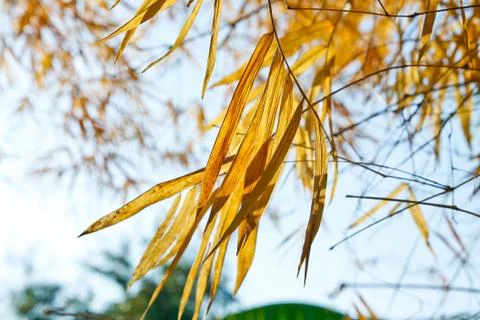 Bamboo dry Stock Photos