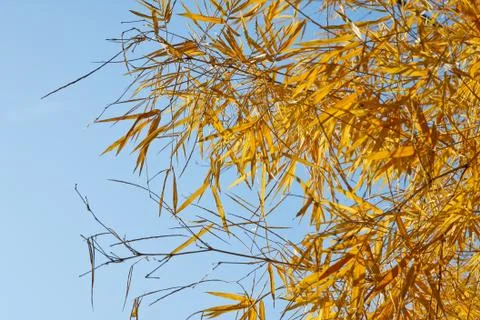 Bamboo dry Stock Photos