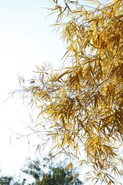 Bamboo dry Stock Photos
