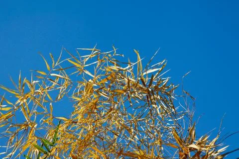 Bamboo dry Stock Photos
