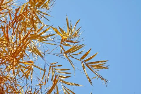 Bamboo dry Stock Photos