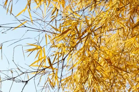 Bamboo dry Stock Photos