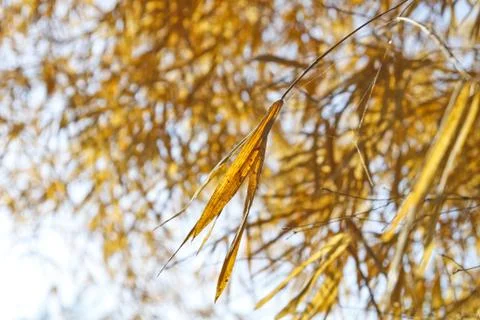 Bamboo dry Stock Photos