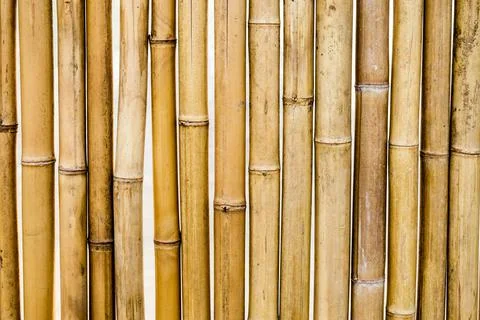 Bamboo dry yellow segment pattern Stock Photos