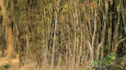 Bamboo Farm. Stock Footage 10831739