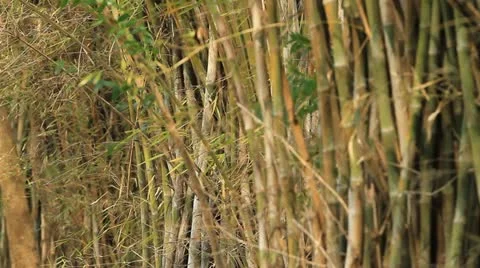 Bamboo Farm. Stock Footage 10831884