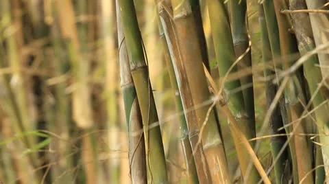 Bamboo Farm. Stock Footage 10832041