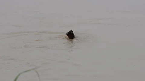 A bamboo is floating in the river Stock Footage 314562796