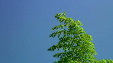 Bamboo foliage Stock Footage 330941