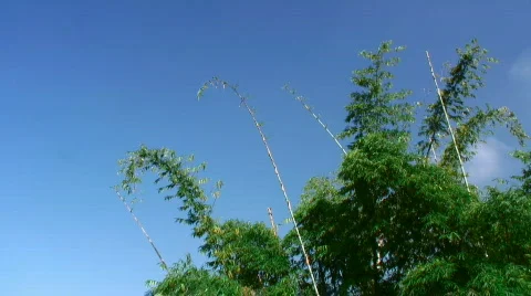 Bamboo foliage 스톡 동영상 331038
