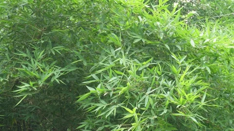 Bamboo Foliage Stock Footage 336683596