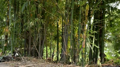 Bamboo Stock Footage 7739945