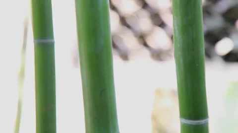 Bamboo 動画素材 23136030