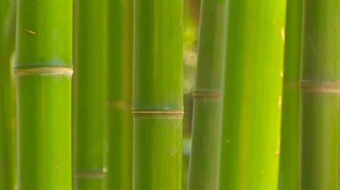 Bamboo. Stock Footage 27076011