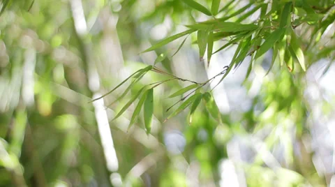 Bamboo Vídeos de archivo 32287800