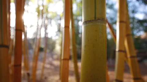 Bamboo Stock Footage 51891831