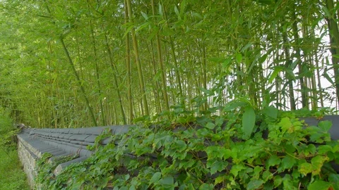 Bamboo Stock Footage 94022399