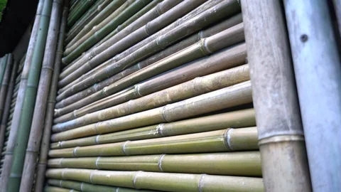 Bamboo Stock Footage 108545302