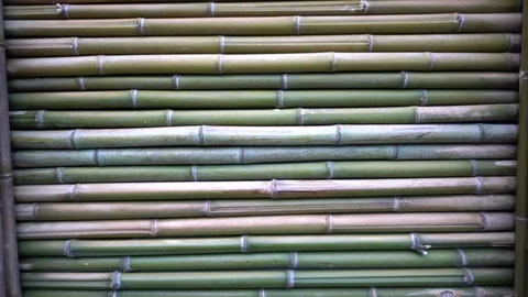 Bamboo Stock Footage 108545970