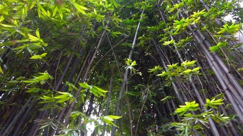 Bamboo Stock-Footage 125307858