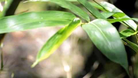 Bamboo Stock Footage 128472486