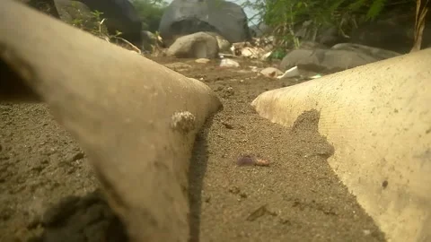 Bamboo Stock Footage 169463904