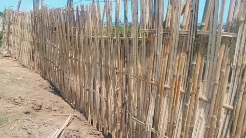 Bamboo Stock Footage 229691192