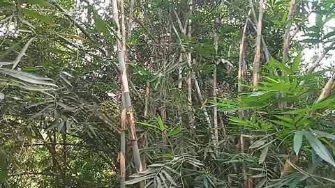 Bamboo 스톡 동영상 241434298