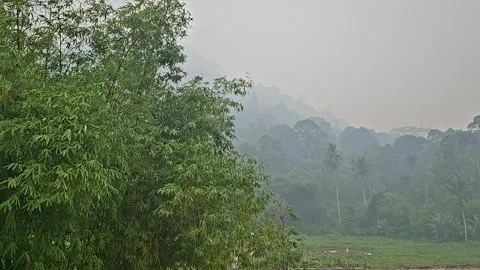 Bamboo Stock Footage 346339777