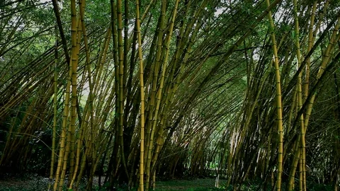 Bamboo Forest 2 Video stock 104578814
