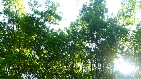 Bamboo forest and bamboo leaf landscape Stock Footage 144243909