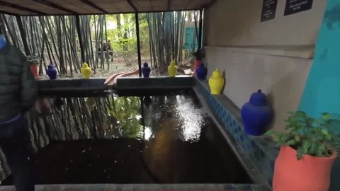 Bamboo Forest and Reflective Water Pool at Jardin Majorelle Morocco Stock Footage 335718334