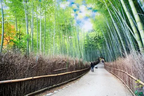 Bamboo forest background for adv or others purpose use Stock Photos