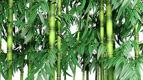 Bamboo forest background with depth of field Stock Footage 302357250