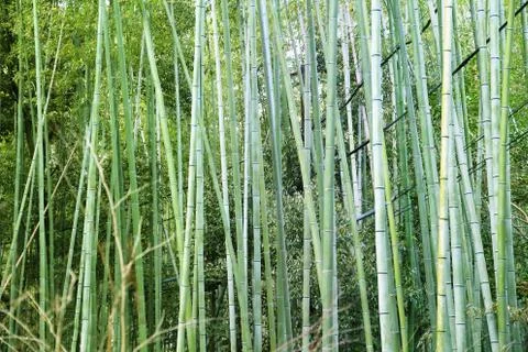 Bamboo forest background - Japan nature in Arashiyama. Stock Photos
